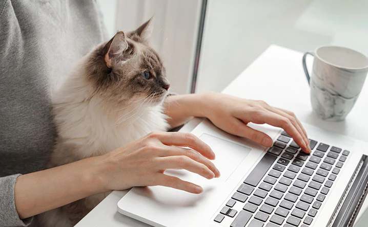 Tips to Work from Home with Your Cat Around